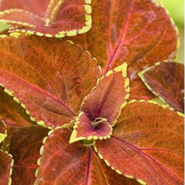 Coleus Seeds Fairway Orange 50 Seeds Flower Seeds