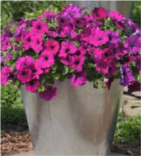 Trailing Petunia Seeds Success Violet 25 Pelleted Seeds