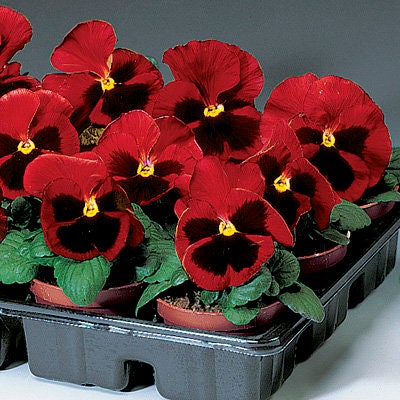 Delta Red Pansy With Yellow Wing