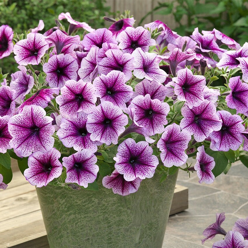 BIN#2R6D8 Trilogy Purple Vein Trailing 25 Pelleted Petunia Seeds Flowe