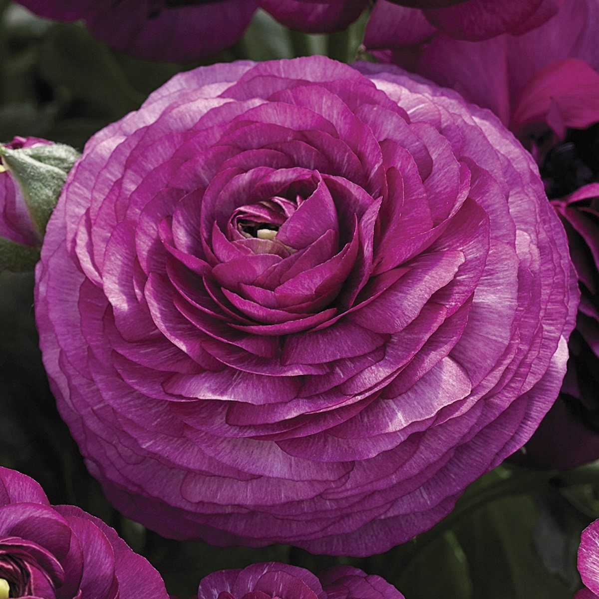 Ranunculus Seeds Mache Purple 25 Seeds Pelleted Seeds