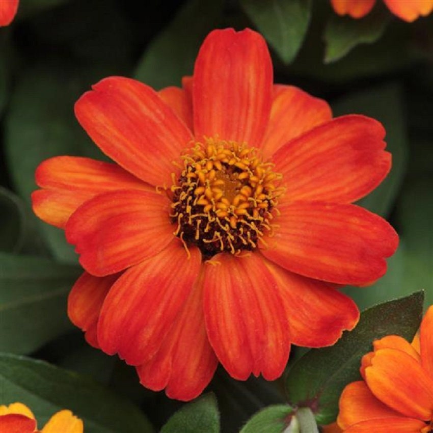 Zinnia Seeds Zinnia Zahara XL Fire Heat Tolerant 25 Seeds