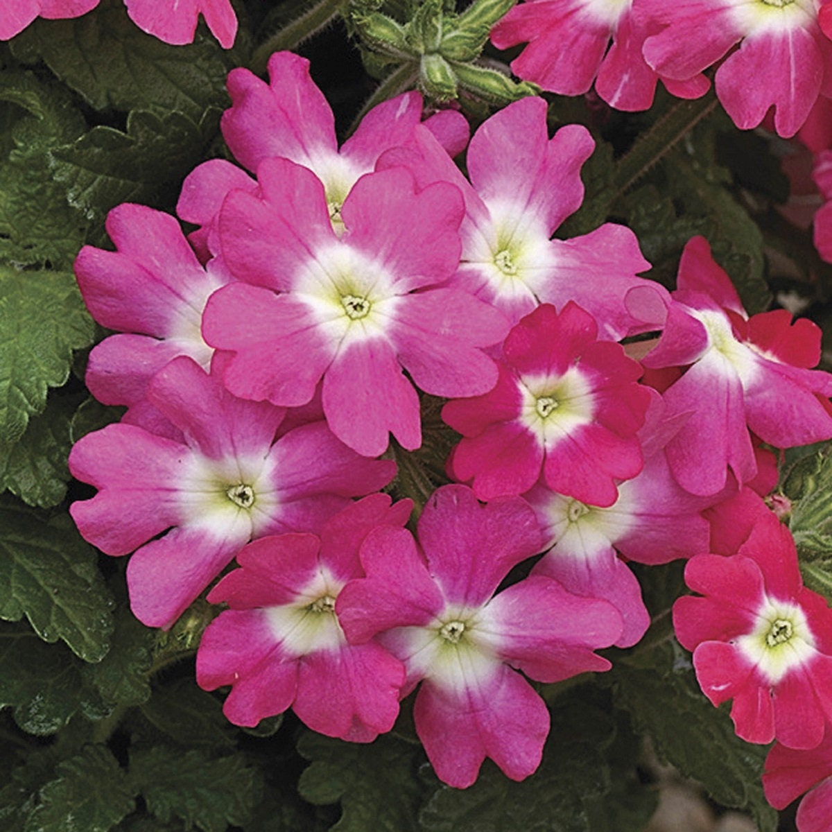 Verbena Seeds Tuscany Rose With Eye Verbena 25 Seeds