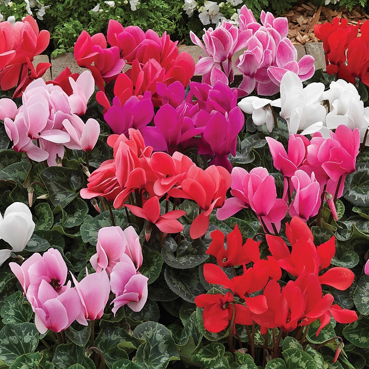 Cyclamen Seeds Synchro Sierra Mix 25 Cyclamen Seeds