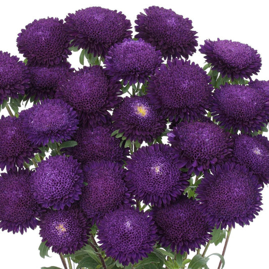 Aster Seeds 50 Seeds Aster Bonita Blue Cut Flower Seeds