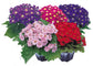 50 Cineraria Seeds Early Perfection Mix Very Colorful Flower Seeds Pericallis Seeds