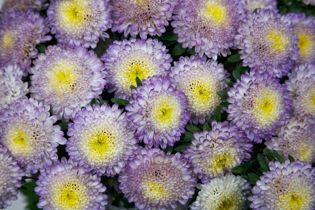 Aster Seeds 50 Seeds Aster Bonita Top Blue Cut Flower Seeds