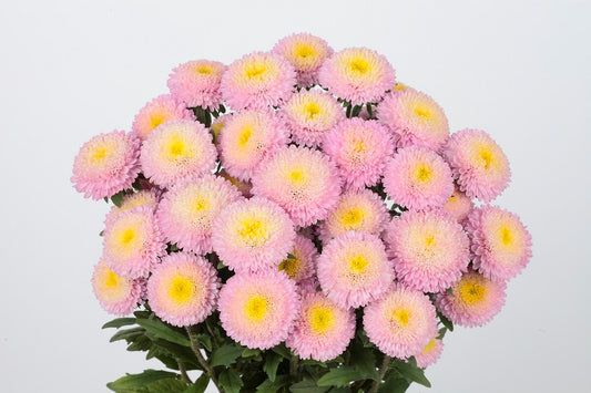 Aster Seeds 50 Seeds Aster Bonita Shell Pink Cut Flower Seeds