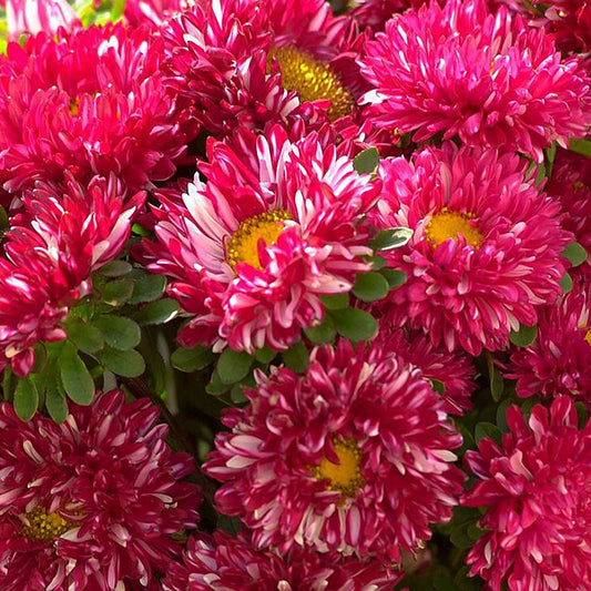 Aster Seeds Aster Matsumoto Red Stripped 50 Aster Seeds Flower Seeds