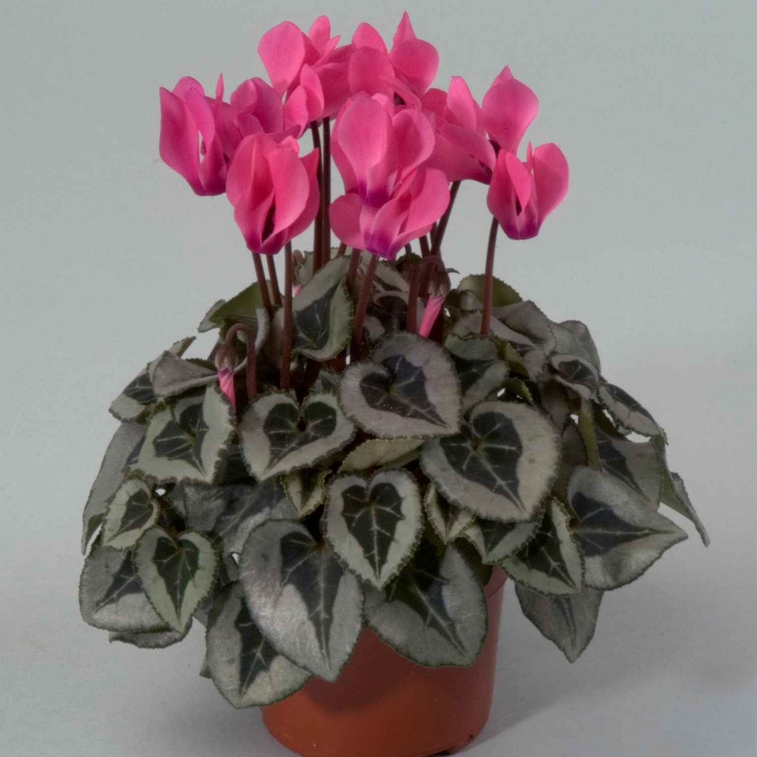 Cyclamen Seeds 15 Seeds Cyclamen Silverado Rose