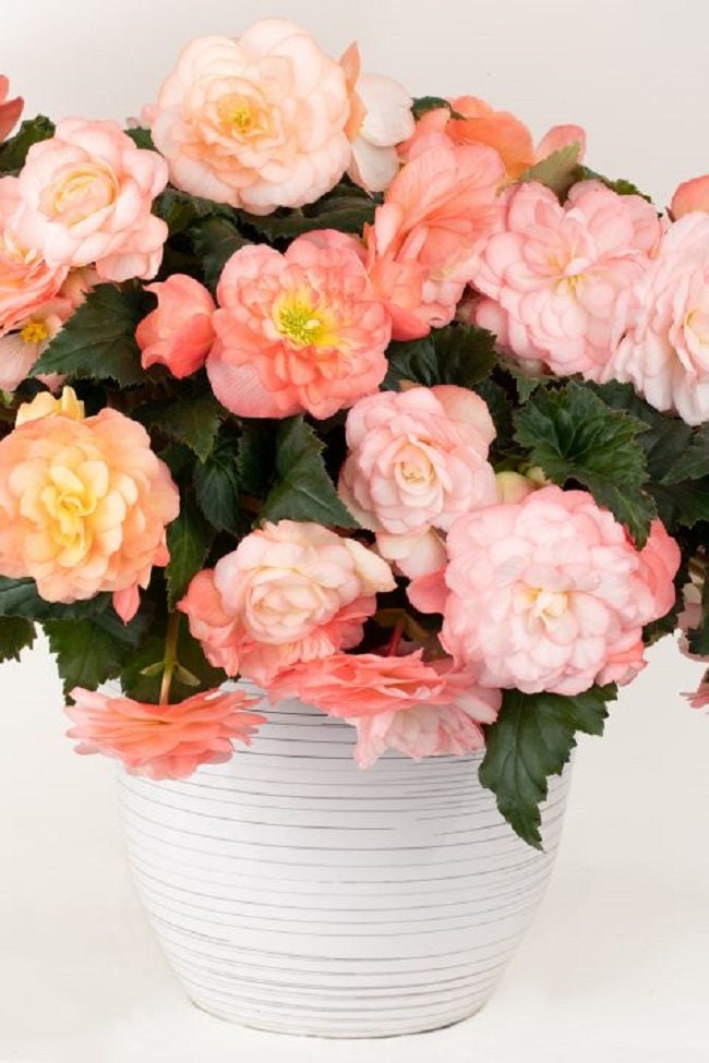 BIN#2R9D2 Begonia Seeds Begonia Prism Sunrise 1,000 Pelleted Seeds Tuberous Begonia Bulk Begonia Seeds