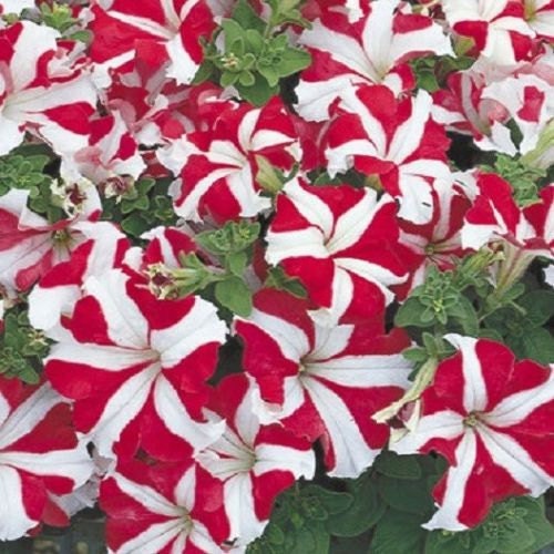 50 Pelleted Petunia Seeds Ultra Red Star Seeds