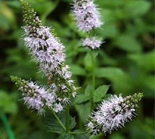 100 Peppermint Seeds Herb Seeds perennial seeds