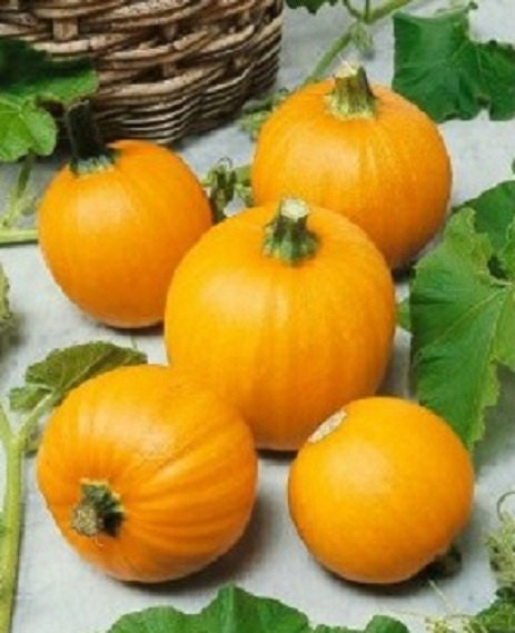 25 Seeds Pumpkin Wee-B-Little True Small Pumpkin