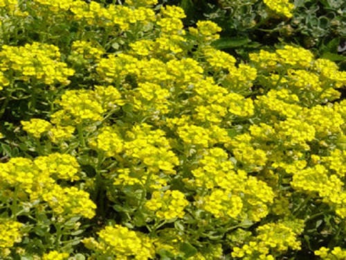 100 Alyssum Seeds Quick Gold Ground Cover Seeds