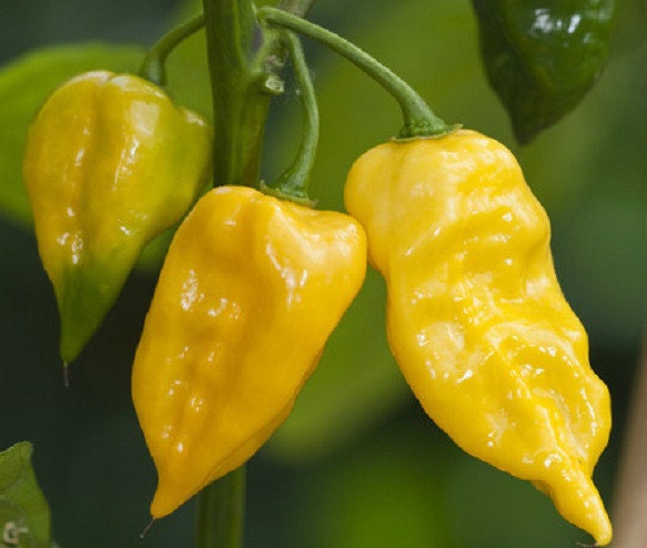 200 Seeds Lemon Habanero Seeds Pepper