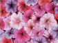 50 Seeds Pelleted Petunia Celebrity Ice Mix Seeds