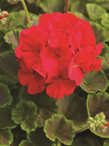 15 Seeds Geranium Apache Red Geranium Seeds