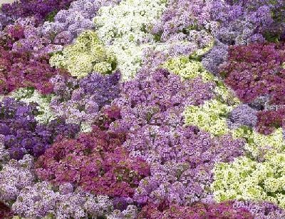 100 Alyssum Seeds Cheers Pastel Mix Ground Cover