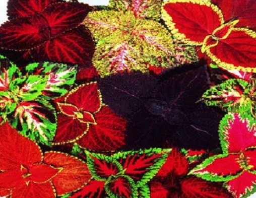 50 Coleus Seeds Rainbow Grimes Mix Coleus