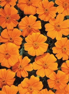 50 Marigold Seeds French Disco Orange Flower Seeds