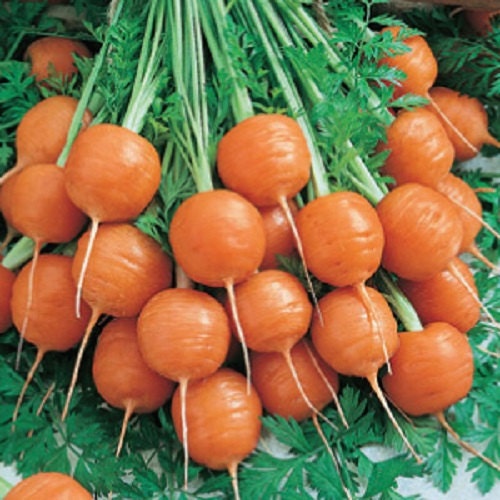 300 Parisian Carrot Seeds Vegetable Seeds