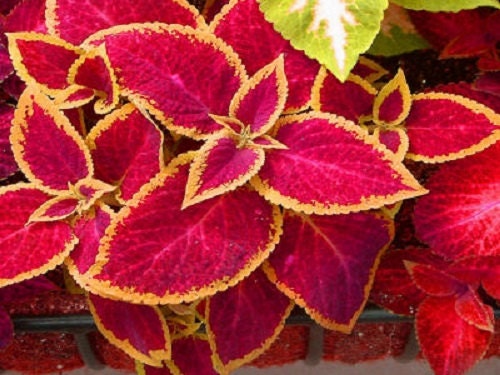 Coleus Seeds Jazz Ruby Seeds 50 Coleus Seeds