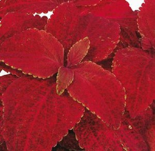 50 Seeds Coleus Rainbow Superfine Volcano