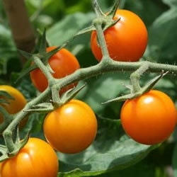 25 Sun Gold Tomato Seeds Sungold Seeds