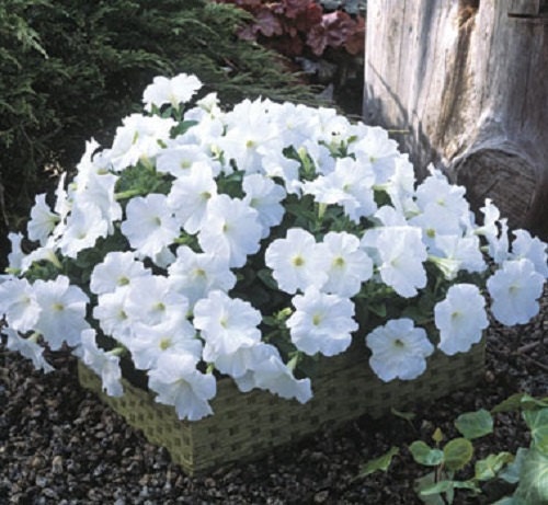 25 Pelleted Seeds Trilogy White Pelleted Petunia Seeds