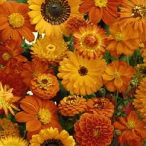 500 Seeds Wildflowers Orange Mix Wild Flower