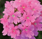 50 Verbena Seeds Quartz Pink Flower Seeds