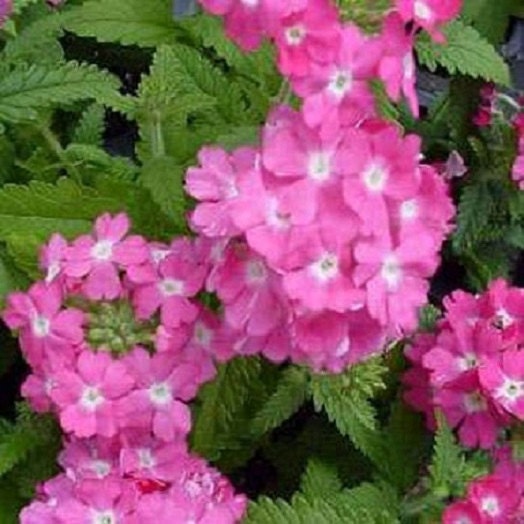 Verbena Seeds Compacta Rose Flower Seeds 50 Seeds