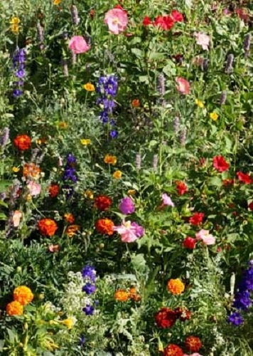 1,000 Seeds Wildflower Deer Resistant Mix Wildflower Mix