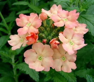 50 Verbena Seeds Peaches And Cream Flower Seeds