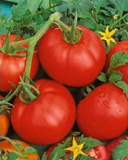 500 Seeds Ace 55 VF Tomato Seeds