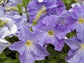 50 Pelleted Seeds Aladdin Sky Blue Petunia Seeds