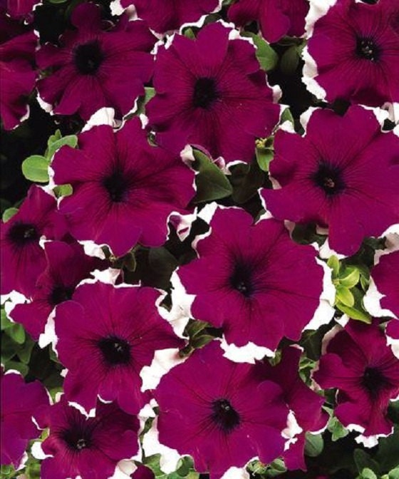 50 Pelleted Candypops Burgundy Picotee Pelleted Petunia Seeds