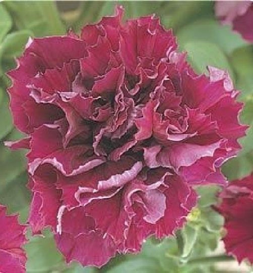 50 Petunia Seeds Double Cascade Burgundy