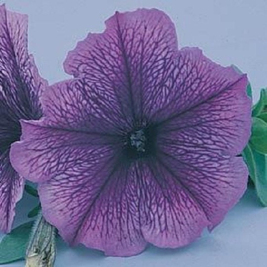 50 Seeds Pelleted Petunia Carpet Blue Lace FLOWER SEEDS