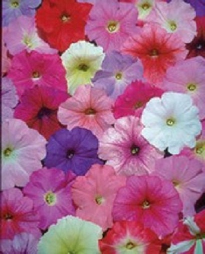 50 Pelleted Petunia Seeds Petunia Celebrity Mix