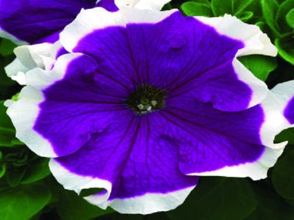 50 Pelleted Frost Velvet Petunia Seeds