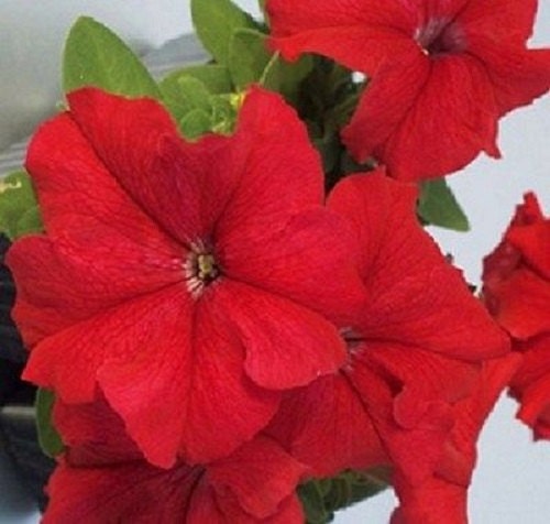 50 Pelleted Limbo Red Petunia Seeds