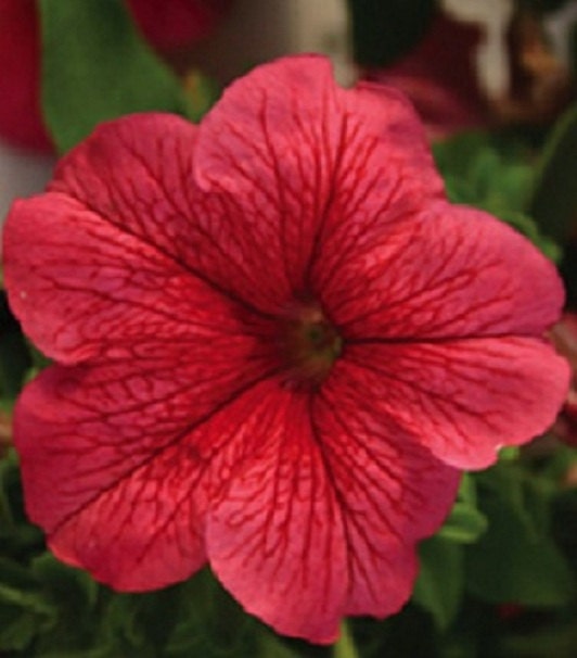 50 Pelleted Limbo Red Vein Petunia Seeds