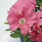 50 Pelleted Petunia Seeds Ultra Salmon Petunia Seeds