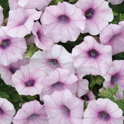 25 Pelleted Petunia Seeds Shock Wave Pink Vein