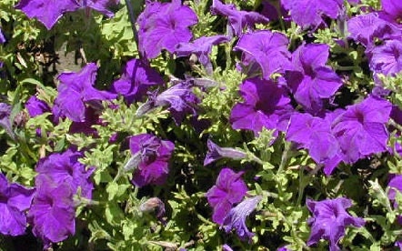 50 Pelleted Petunia Seeds Storm Blue Seeds