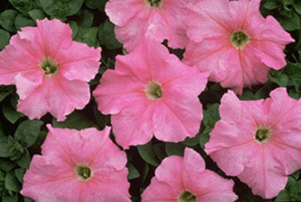 50 Pelleted Supercascade Blush Petunia Seeds