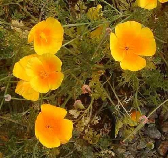 5,000 Poppy Seeds California Poppy Perennial