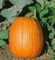 50 Pumpkin Seeds Howden Pumpkin Seeds Garden Seeds